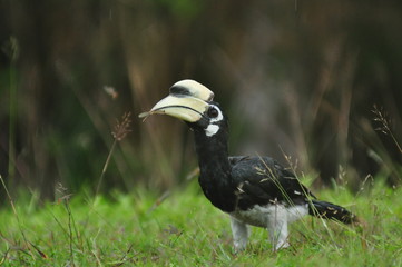Oriental-pied Hornbill on ground
