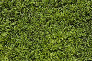 green leafy background