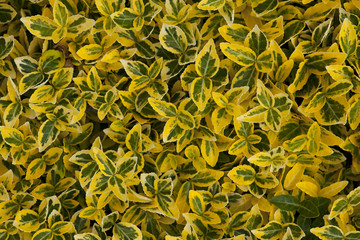 green yellow leafy background