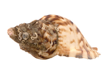 Sea shell
