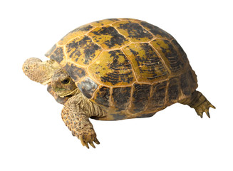 Naklejka premium terrapin