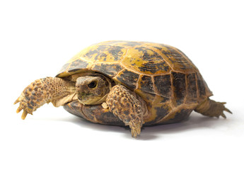 terrapin