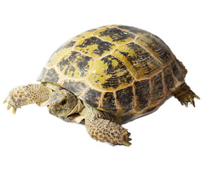 tortoise isolated on white background