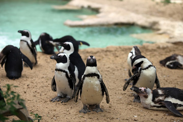 Obraz premium Flock of penguins