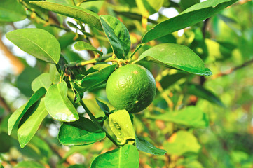 Fresh green lemon on tree, Thailand