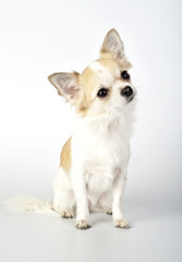 chihuahua dog with  funny tilting head