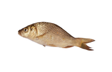 big carp isolated on white background
