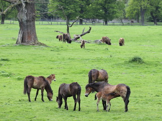 Exmoorponystuten mit neugeborenen Fohlen und Wisenten