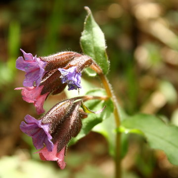 Detail Of Common Lungwort