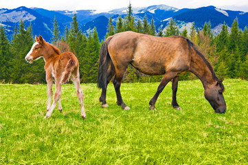 Young foal and mare eating grass on meadow at mountains