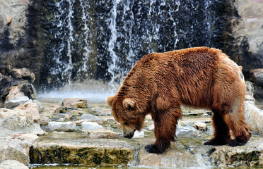 Brown Bear in a Zoo