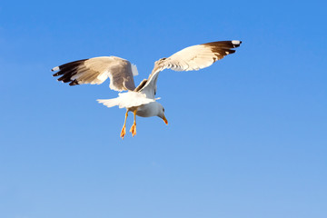 A seagull in flight over the sea looking for food