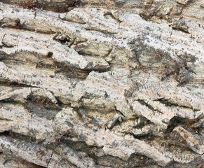 bark of tree texture