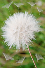 Dandelion blown in the wind.