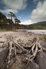 Fototapeta na wymiar dead tree stumps, killarney national park