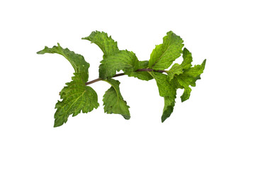 Naklejka premium mint on a white background