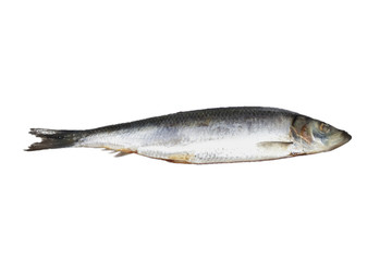 Fototapeta premium Herring. Image series of different food on white background