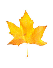 beautiful autumn maple leaf isolated on white background