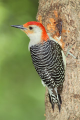 Male Red-bellied Woodpecker (Melanerpes carolinus)