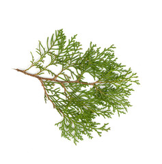 Christmas green framework isolated on white background