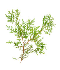 Christmas green framework isolated on white background