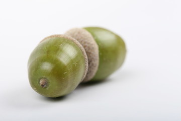 acorn
