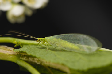 Chrysopidae