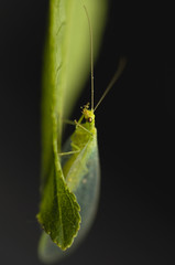 Chrysopidae