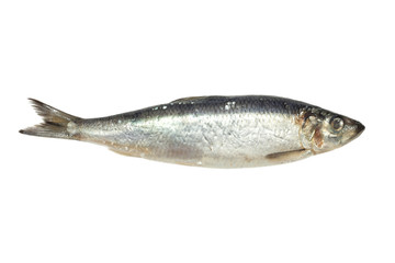 salted herring on white background