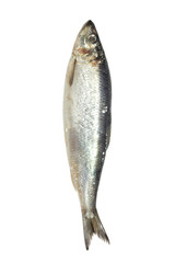 salted herring on white background