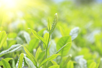 Close-up green tea bud and leaves in Tea plantations