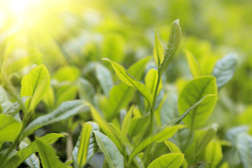 Close-up green tea bud and leaves in Tea plantations