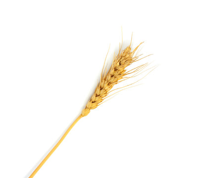 wheat on the white background