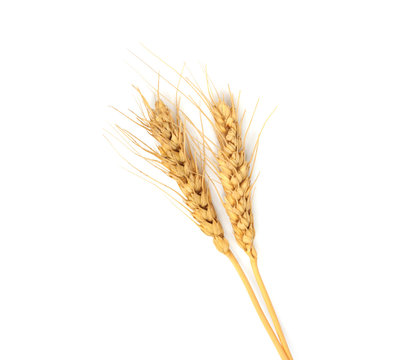 Wheat ears