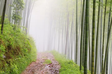 Deurstickers quiet road road in the bamboo forest in the mountains © freebreath
