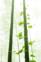 Fototapeta na wymiar bamboo and vine with morning fog weather