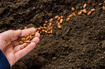 planting been seeds