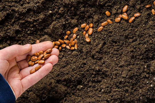 planting been seeds
