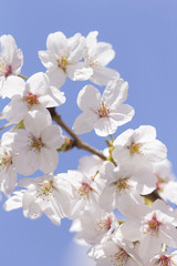 Fototapeta na wymiar Yoshino wiśniowe drzewo wiśniowe kwiaty
