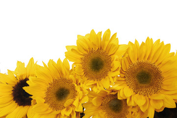 Fototapeta na wymiar set of sunflowers