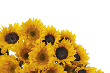 Fototapeta na wymiar set of sunflowers with copy space