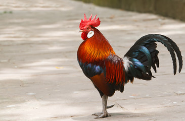 Colorful Rooster