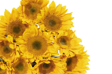set of sunflowers with copy space