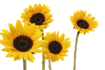 Close up view of the yellow sunflower