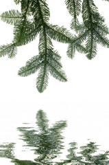Fresh green fir branches with reflection