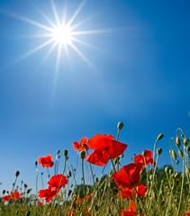Fototapeta premium red poppies under a sun