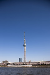 Fototapeta premium 隅田公園の桜と東京スカイツリー