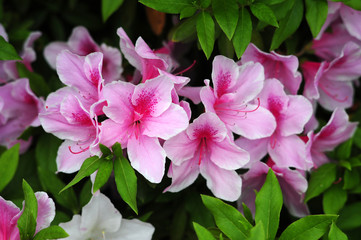 Azalea