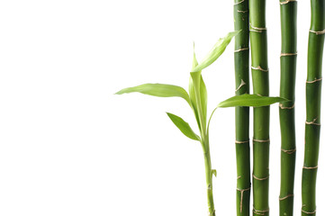 Fototapeta na wymiar Konstrukcja Lucky Bamboo