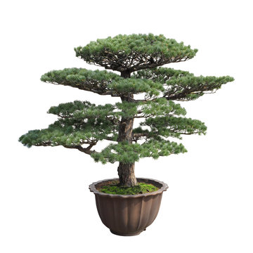big bonsai pine